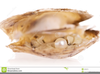 Oyster And Pearl Clipart Image