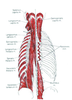 Paraspinal Muscles Pain Image