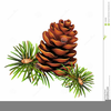 Pine Needles Clipart Graphics Image