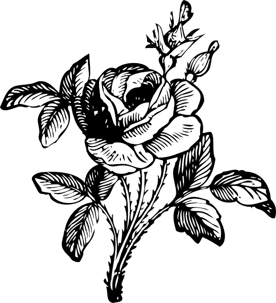 black rose clipart - photo #21