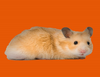 Pet Hamster Image
