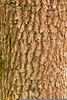 Wood Branch Texture Image