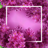 Free Clipart Lilac Flowers Image