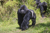 Alpha Silverback Gorilla Image