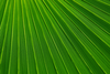 Palm Leaf Texture J Image