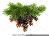 Pine Swag Clipart Image