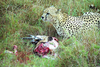 Cheetah Eating Gazelle Image