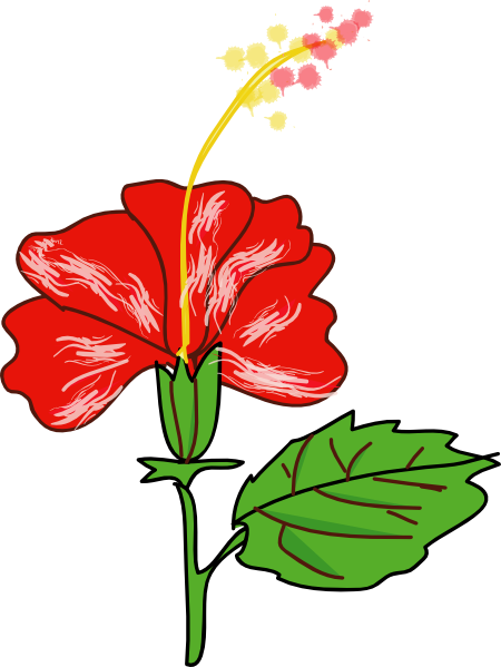 hibiscus flower drawing