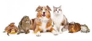 Animal Clipart And Composite Image