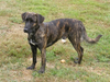 Coonhound Puppies Image