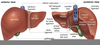 Liver Anatomy Lobes Image