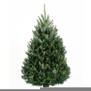 Fraiser Fur Tree Clipart Image