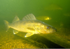 Walleye Fish Underwater Image