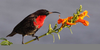 Scarlet Sunbird Image