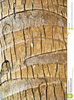 Tree Bark Clipart Image