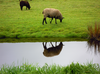 Dscn Sheep Reflected In Water Richmond Image