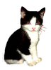 Cats And Kittens Clipart Image