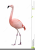 Free Clipart Flamingo Image
