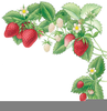 Strawberry Vine Clipart Image