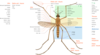 Mosquito Parts Fr Clip Art