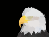 Bald Eagle Clip Art