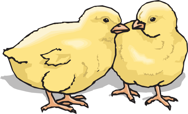 clipart chicken and chicks - photo #23