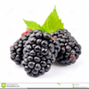 Free Clipart Blackberries Image