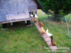 Backyard Chicken Farming Image