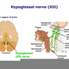 Hypoglossal Nerve Brain Image
