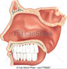 Nasal Cavity Clipart Image