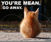 Youre Mean Cat Image