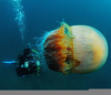Nomura Jellyfish Sting Image