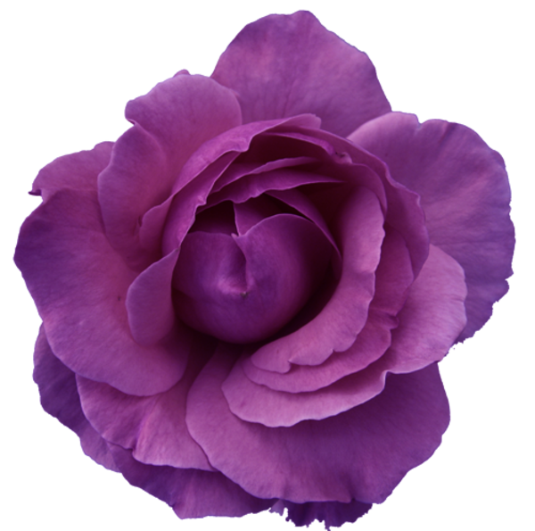 Flower Rose Red- Purple Transparent | Free Images at Clker ...