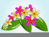 Clipart Plumeria Image