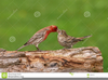 Feeding House Finches Image