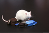 Rats Love Oreos Image