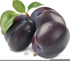 Purple Plum Clipart Image