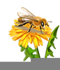 Clipart Honeybee Image
