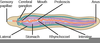 Nematode Nervous System Image