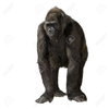 Gorilla Mascot Clipart Image