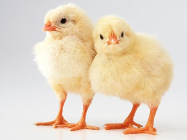 clipart of baby chicks - photo #38