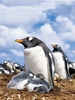 Desert Penguins Image