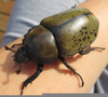 Female Hercules Beetle Image