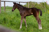 Seal Brown Foal Image