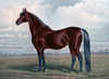 Chestnut Horse Painting Image