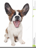 Saint Bernard Clipart Free Image