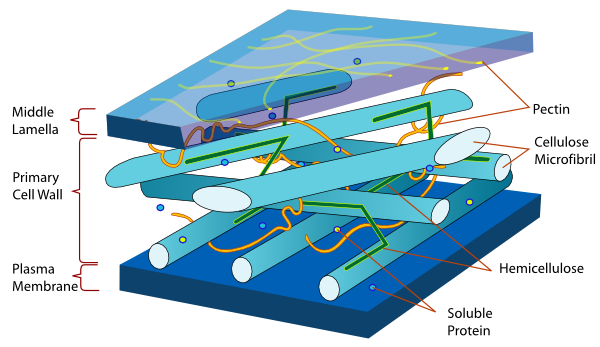 Plant Cell Wall Diagram En Clip Art At Clker Com Vector Clip Art Online Royalty Free Public Domain
