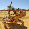 Running Desert Lizard Image
