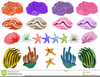 Brain Coral Clipart Image