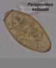 Paragonimus Kellicotti Worm Image